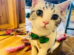 -共舞时光猫咖·狗咖(新街口店)