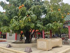 -广东圆玄道观