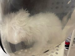 -瑞鹏宠物医院·骨科·猫科·内科(第一中心)