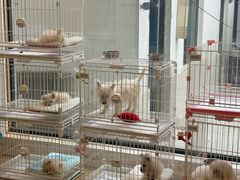 -翊宠yipet猫狗购宠庄园犬舍•猫舍