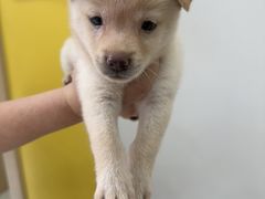 -圣宠动物医院·犬猫专科·影像中心·外科中心