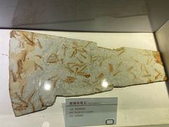 -中国第四纪冰川遗迹陈列馆