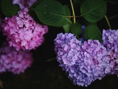 -上海滨江森林公园