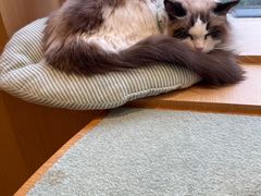 -CAT’S MEWSTAR CAFE·喵星球猫屋(晴湾咖啡店)