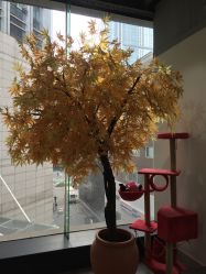 -M Hair造型