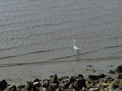 -深圳湾公园(南山区)