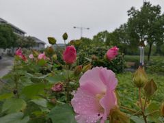 -东南大学(九龙湖校区)