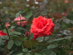 -武汉紫薇都市田园