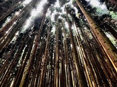 -武陵山森林公园