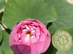 -莲花池公园