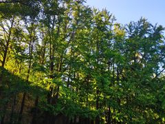 -阳台山自然风景区