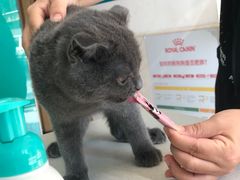 -乐琪宠物医院·犬猫专科·骨外科·急重症