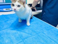 -关爱宠物医院·猫科中心·消化科(滨湖万达分院)