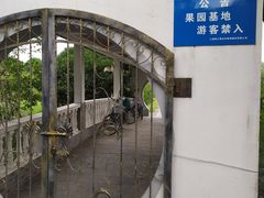 -南汇桃花村