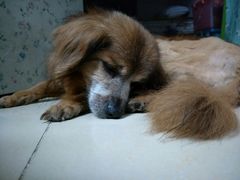 -彩虹桥宠物火化殡葬善终服务(金乐大厦店)