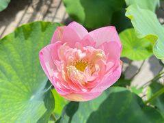 -莲花池公园