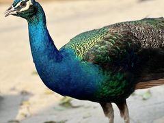 -杭州野生动物世界