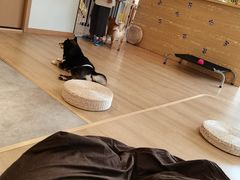 -南京Hallo宠物乐园·哈罗犬舍·柴犬繁育基地