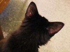 -猫色咖啡·猫咖