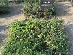 -花戏楼