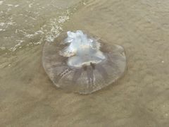 -贝壳沙滩