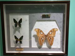 -上海昆虫博物馆