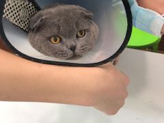 -瑞派动物医院·绝育·犬猫全科·预防医学(光景江南中店)