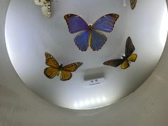 -上海大自然野生昆虫馆(东方明珠·爬宠昆虫探索中心)