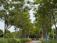 -上海长兴岛郊野公园