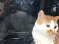 -PETKIT 小佩宠物·低压洗护·美容·寄养(安远店)