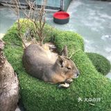 六一带娃👶必去胜地&萌宠乐园🐖