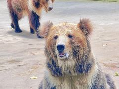-贵州森林野生动物园