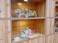 -猫十亿·布偶金渐层·曼基康矮脚猫舍(青年路店)