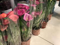 -双季花艺园艺市场(浦东店)