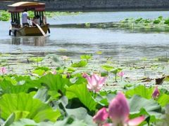 -荷塘月色湿地公园·向阳花洲