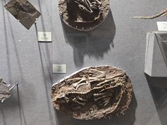 -烟台自然博物馆