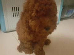 -pd派德宠物中心医院24H急重症·眼科中心·血液透析中心(嵩山北路店)