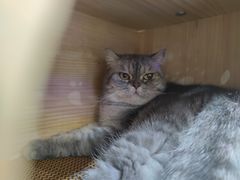 -喵园·猫主题咖啡厅·撸猫·猫咖(国贸店)