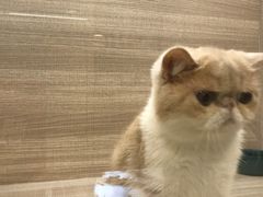 -飞行喵MR PILOT|猫舍·猫咖(静安大融城店)