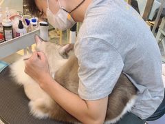 -momokira米努特·德文卷毛猫·棉花面纱犬
