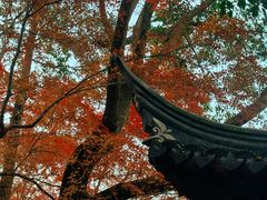 -秋霞圃