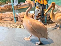 -海合安武汉极地海洋公园
