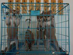 -柴犬小屋·柴餐厅·狗咖食堂(金鼎广场店)