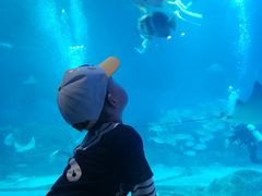 -烟台海昌鲸鲨海洋公园