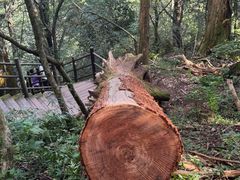 -天目山大树王景区