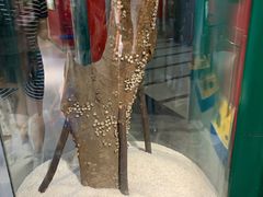 -上海昆虫博物馆