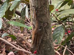 -广州市流溪河国家森林公园
