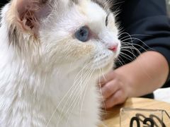-藏猫猫咖啡主题馆(中央大道店)