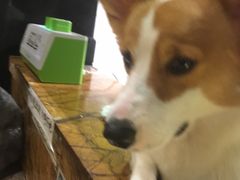 -more than meow吴止猫主题餐厅(承德 中船汇店)