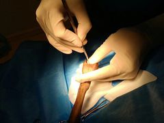 -菲尔斯特宠物医院